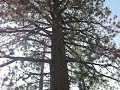Yosemite - Lewis Creek - Between Bernice Lake and Merced Lake