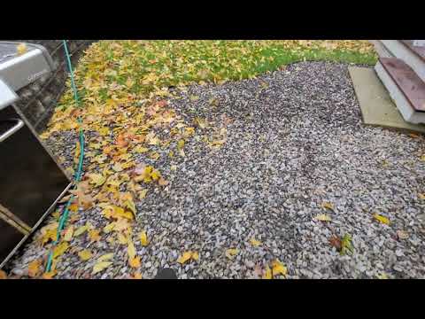 Kobalt 40 volt backpack leaf blower on wet leaves.