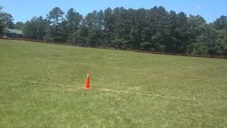 Am Staff Lure Coursing