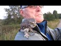 Pygmy Owl