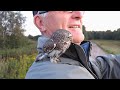 Pygmy Owl
