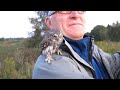 Pygmy Owl