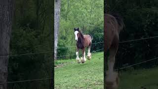 Nattie Is Home🫶 #Shorts #Clydesdale #Horse #Equine #Beautiful