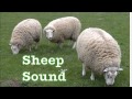 Sheep sound