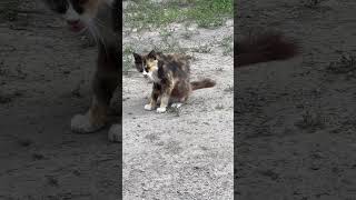 Clean Kitty / Чистоплотная Кошечка
