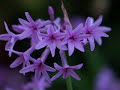 Flowers And Beautiful Music