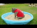 World&39s First Cat Lifeguard
