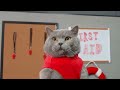 World&39s First Cat Lifeguard