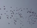 indian pigeon