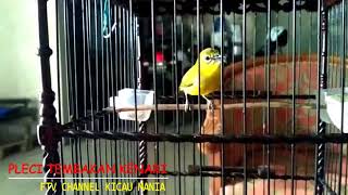 PLECI JUARA DUNIA ~ Tembakan FULL KENARIAN