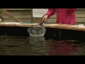 GO!GO!九ちゃんフィッシング #50 「いろいろ釣れる!室内釣