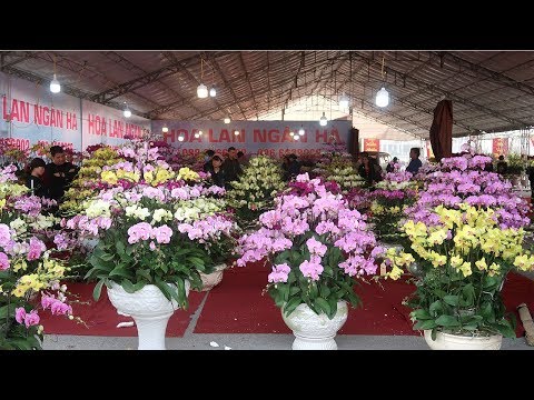 Báo giá Lan Hồ Điệp tết nguyên đán