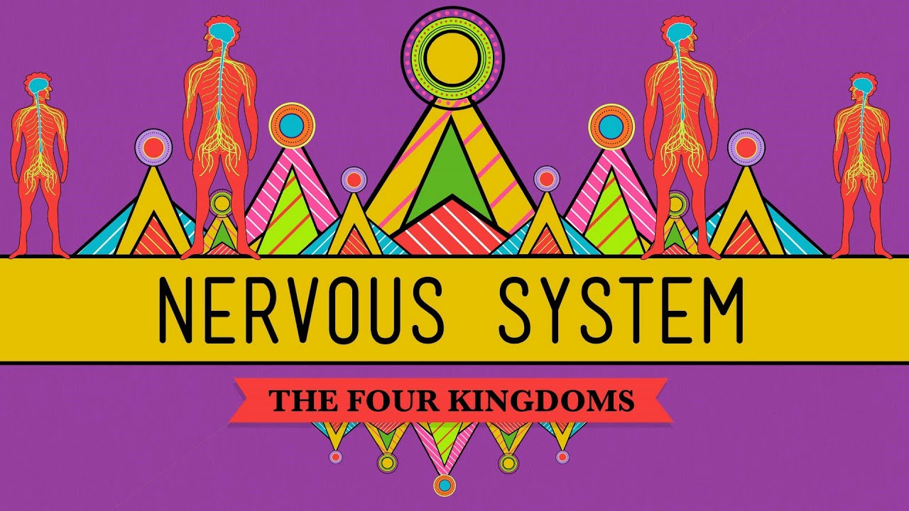 The Nervous System - CrashCourse Biology #26 - YouTube