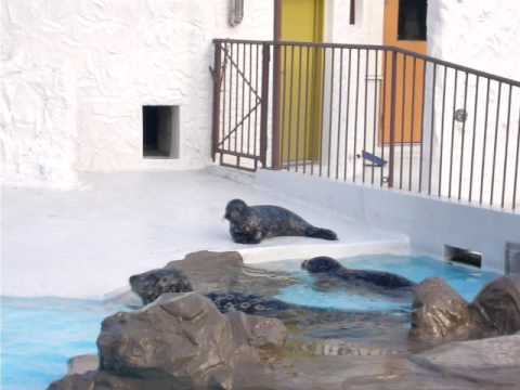 ゼニガタアザラシの親子（Harbor　Seal）２（札幌円山動物園）