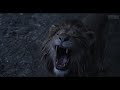 Baby Simba tries to Roar Scene - THE LION KING 2019 Movie Clip