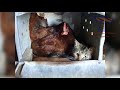 Funny FARM ANIMALS will make you LAUGH EXTREMELY HARD - Funny ANIMAL compilation