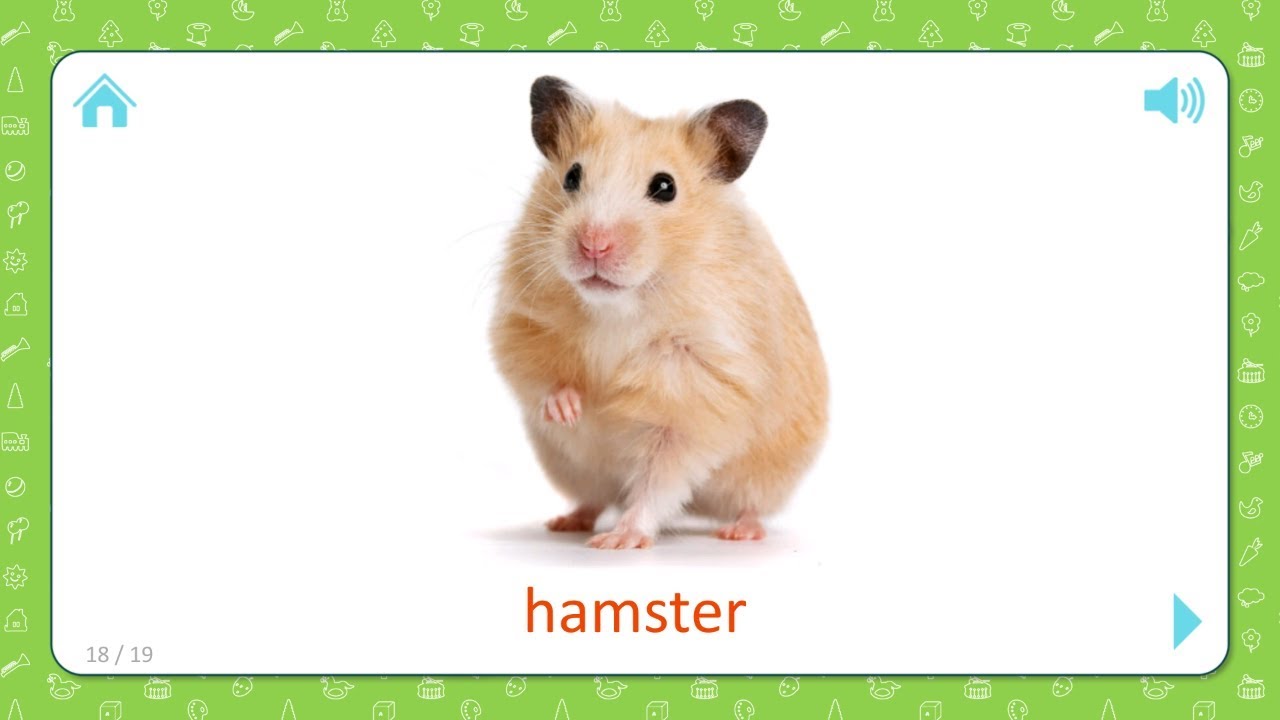 Hamster x free