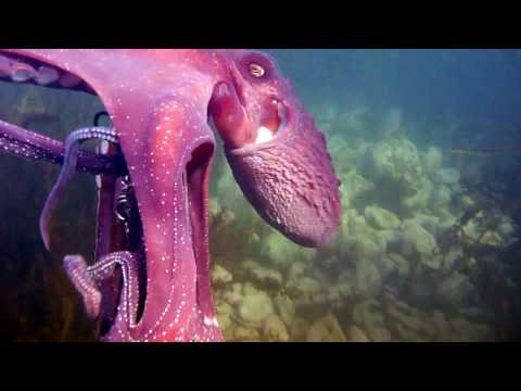 Thumb Octopus steals video camera and swims off with it, while it’s recording