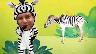 SB Animals- He is a Zebra