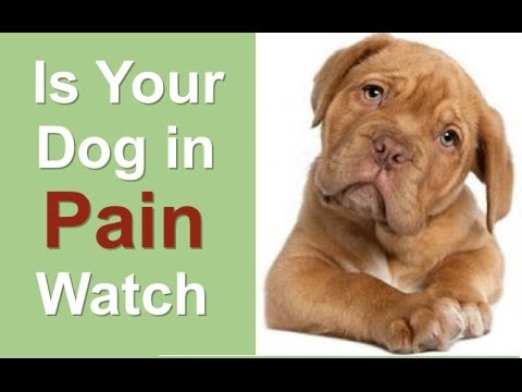 the counter anti inflammatory for dogs anti inflammatory for dogs the counter anti inflammatory for dogs the counter anti inflammatory for dogs anti inflammatory for dogs the counter anti inflammatory for dogs
