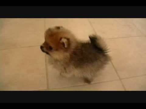 Pomeranian Puppies.wmv