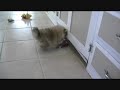 pomeranians