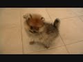 pomeranians