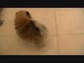 pomeranians