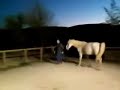 Cavalo Cobrindo Jumenta Donkey And Horse Reproduction Hard Animal Mating images Cavalo Cobrindo Jumenta Donkey And Horse Reproduction Hard Animal Mating