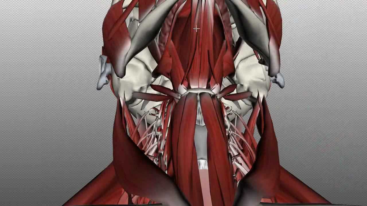 Neck Muscles Anatomy - Anterior Triangle - Part 1 - YouTube