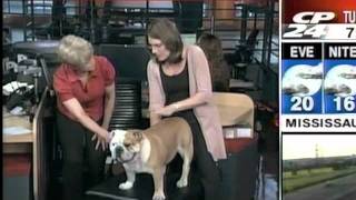 Chiropractic Examination and Treatment of a Dog