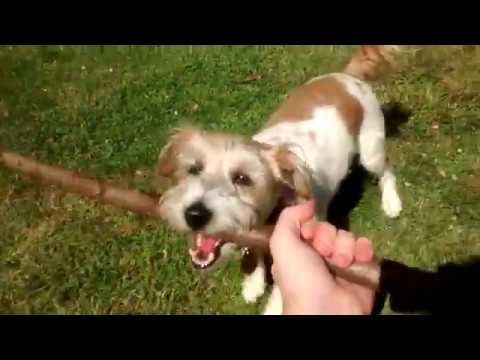 betty is chewing on a stick in the sunshine