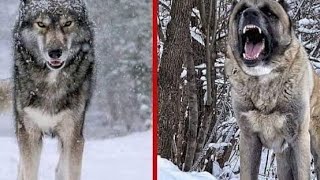 Kurt Ve Kangal Belgeseli̇