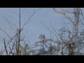 Canon 7D Video - Ospreys & the new Sigma 50-500mm f/4.5-6.3 APO DG OS Lens