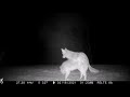 Coyote Breeding in Virginia