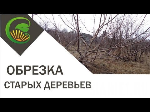 Когда осенью садить землянику Когда осенью садить землянику