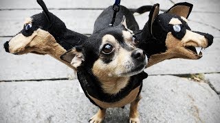 Смешные собаки Приколы про собак Funny Dogs 2019 (Популярные выходки)