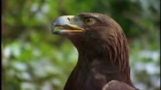 Watch John Denver On The Wings Of An Eagle video