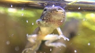 Gray Treefrogs From Two to Four Legs