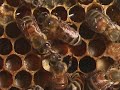 Honey bees - Natural History 1