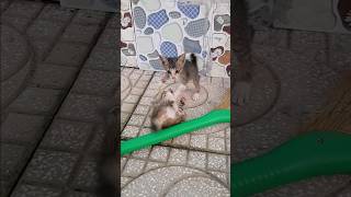 Hành Trình Mèo Bibi Đem Con Về Nhà P5