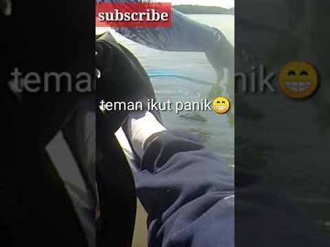 faktor keberuntungan||ikan primadona tak disangka🔥🔥#short