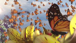 Watch Ziggy Marley Butterflies video