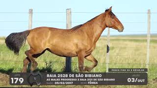 LOTE 179 - CAVALO CRIOULO (POTRAS) - LEILÃO SÃO BIBIANO 2021
