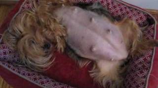 yorkie labor and delivery play shelbys labor story what you should expect the yorkie labor and delivery play shelbys labor story what you should expect the