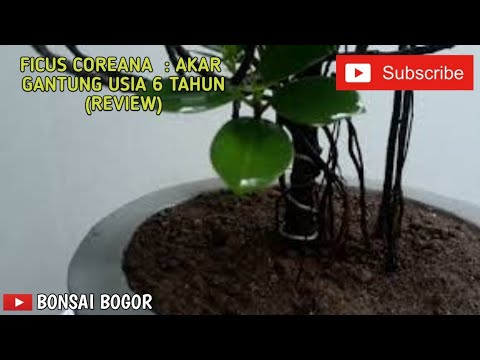 Cara Membuat Akar Gantung Pada Beringin Dollar #viral