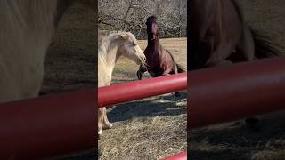 Yikes! Can Our Horses Eat Peacefully Together? #Shorts #Horses #Horselife #Equine