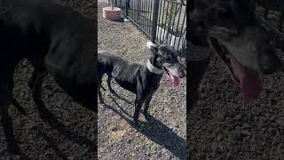 Brad1 - Galgos France