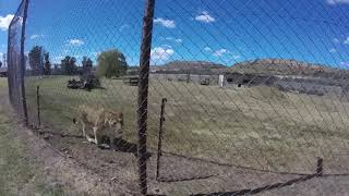 Special Care Unit at LIONSROCK | FOUR PAWS | www.four-paws.za