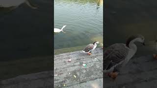 Duck In Water Duck In Water